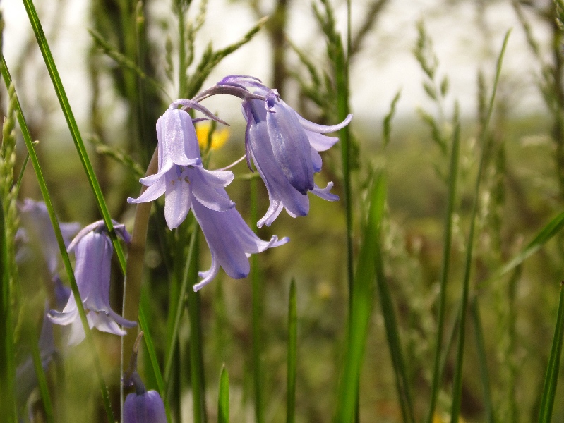 Hyacinthoides sp.